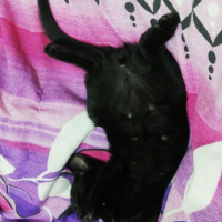 Mavi Rus, Kedi  Yavru kedi fotoğrafı