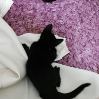 Mavi Rus, Kedi  Yavru kedi fotoğrafı