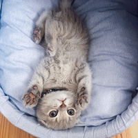 Scottish Fold, Kedi  Küba fotoğrafı