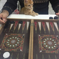 Sarman, Kedi  mumu fotoğrafı