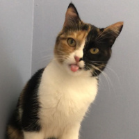 Tekir Kedi, Kedi  Kumpir fotoğrafı