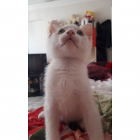 Tekir Kedi, Kedi  Blue fotoğrafı
