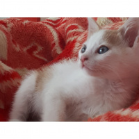 Tekir Kedi, Kedi  Blue fotoğrafı