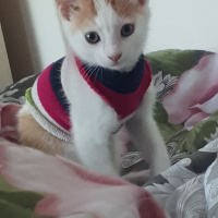Tekir Kedi, Kedi  Blue fotoğrafı
