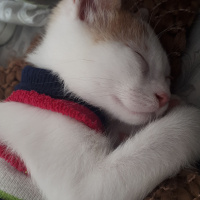 Tekir Kedi, Kedi  Blue fotoğrafı