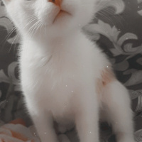 Tekir Kedi, Kedi  Blue fotoğrafı