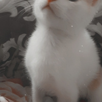 Tekir Kedi, Kedi  Blue fotoğrafı