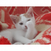 Tekir Kedi, Kedi  Blue fotoğrafı