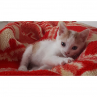 Tekir Kedi, Kedi  Blue fotoğrafı