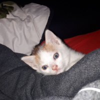 Tekir Kedi, Kedi  Blue fotoğrafı