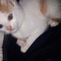 Tekir Kedi, Kedi  Blue fotoğrafı