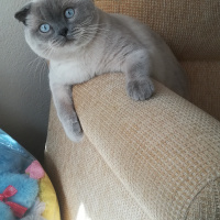 Scottish Fold, Kedi  Mia fotoğrafı