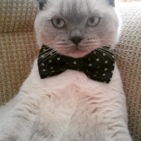Scottish Fold, Kedi  Mia fotoğrafı