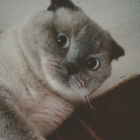 Scottish Fold, Kedi  Mia fotoğrafı