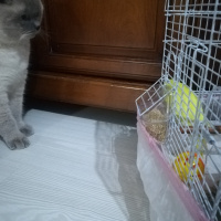 Scottish Fold, Kedi  Mia fotoğrafı