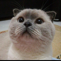 Scottish Fold, Kedi  Mia fotoğrafı