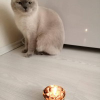 Scottish Fold, Kedi  Mia fotoğrafı