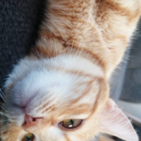 Sarman, Kedi  çilek fotoğrafı