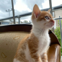 Sarman, Kedi  Tokyo fotoğrafı