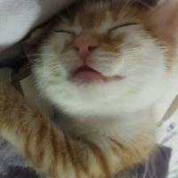 Sarman, Kedi  Tokyo fotoğrafı