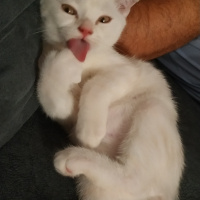 Scottish Fold, Kedi  Miu fotoğrafı