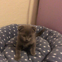 Scottish Fold, Kedi  Üzüm fotoğrafı