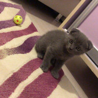 Scottish Fold, Kedi  Üzüm fotoğrafı