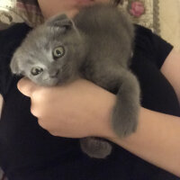 Scottish Fold, Kedi  Üzüm fotoğrafı