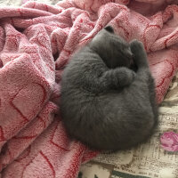 Scottish Fold, Kedi  Üzüm fotoğrafı