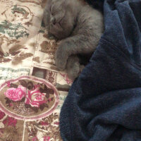 Scottish Fold, Kedi  Üzüm fotoğrafı