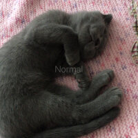 Scottish Fold, Kedi  Üzüm fotoğrafı