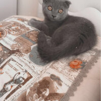 Scottish Fold, Kedi  Üzüm fotoğrafı