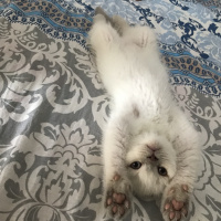 British Shorthair, Kedi  Mathilda fotoğrafı