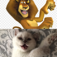 British Shorthair, Kedi  Mathilda fotoğrafı