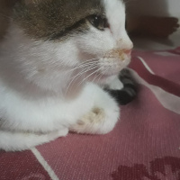 Tekir Kedi, Kedi  pasaklı fotoğrafı