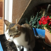 Tekir Kedi, Kedi  pasaklı fotoğrafı