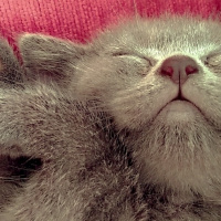 British Shorthair, Kedi  Ceku fotoğrafı