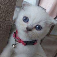 Scottish Fold, Kedi  Chanel Pamuk fotoğrafı