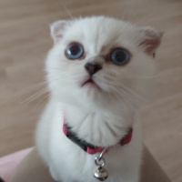 Scottish Fold, Kedi  Chanel Pamuk fotoğrafı