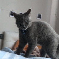 British Shorthair, Kedi  Ceku fotoğrafı