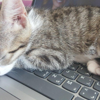 Tekir Kedi, Kedi  Klara fotoğrafı