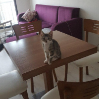 Tekir Kedi, Kedi  Klara fotoğrafı