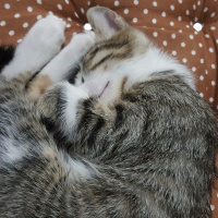 Tekir Kedi, Kedi  Klara fotoğrafı