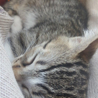 Tekir Kedi, Kedi  Klara fotoğrafı