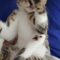 Tekir Kedi, Kedi  Klara fotoğrafı