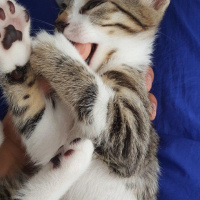 Tekir Kedi, Kedi  Klara fotoğrafı