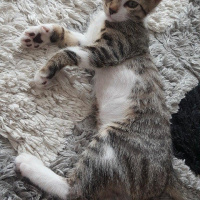 Tekir Kedi, Kedi  Klara fotoğrafı