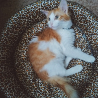 Tekir Kedi, Kedi  Ares fotoğrafı