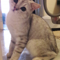 British Shorthair, Kedi  Ozzy fotoğrafı