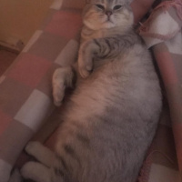 British Shorthair, Kedi  Ozzy fotoğrafı